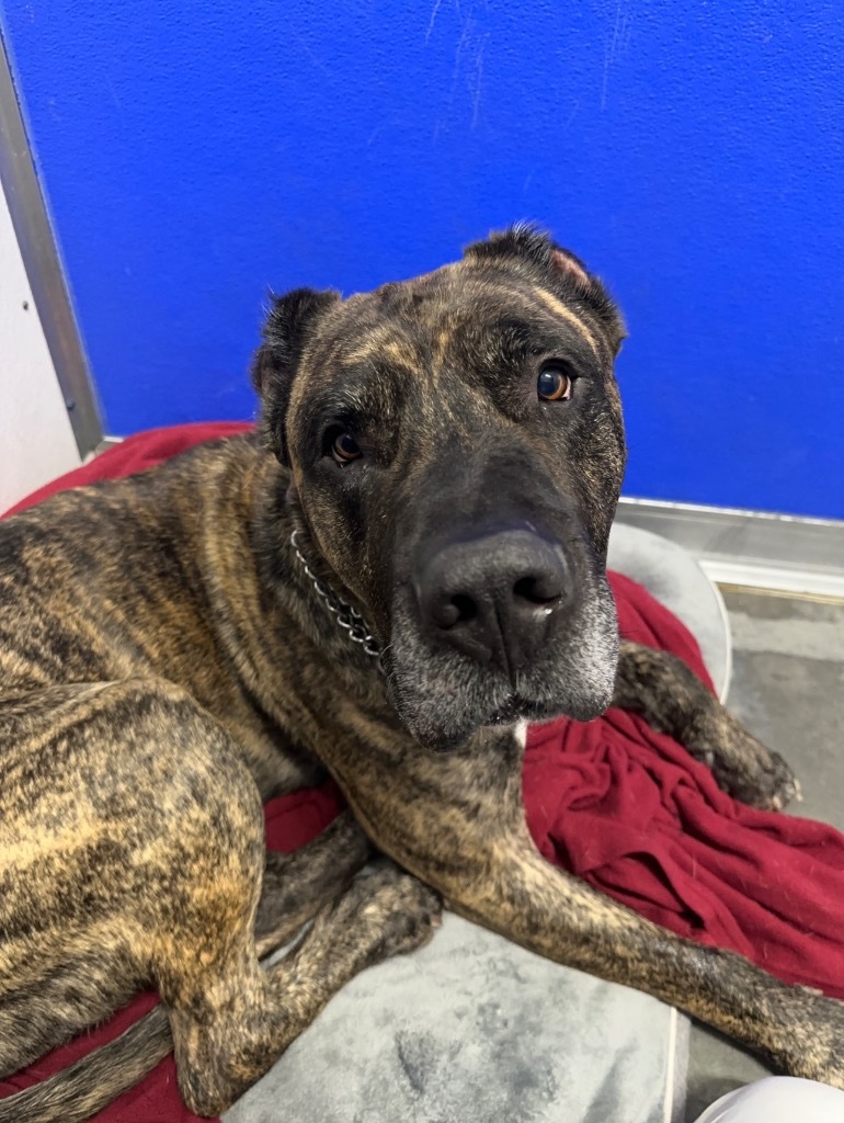 Toby, an adoptable Cane Corso in Yellowknife, NT, X1A 2W5 | Photo Image 1