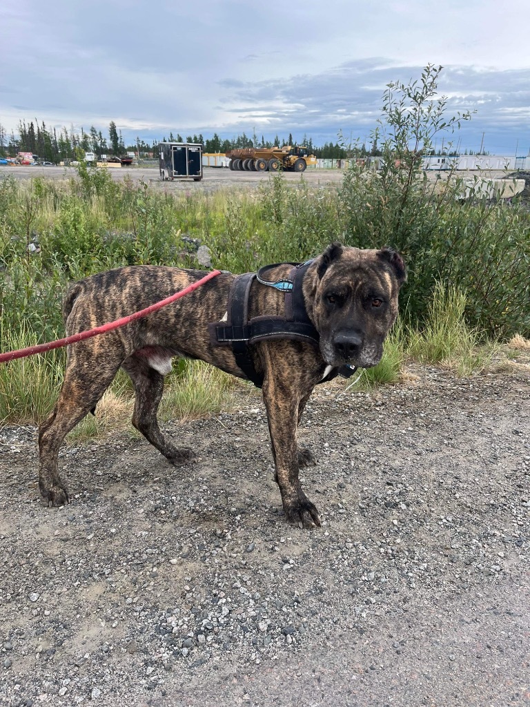 Toby, an adoptable Cane Corso in Yellowknife, NT, X1A 2W5 | Photo Image 2