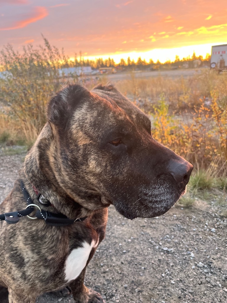 Toby, an adoptable Cane Corso in Yellowknife, NT, X1A 2W5 | Photo Image 3