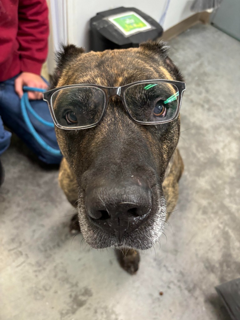 Toby, an adoptable Cane Corso in Yellowknife, NT, X1A 2W5 | Photo Image 4