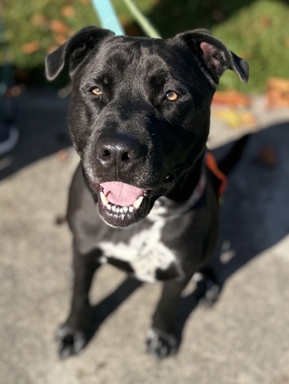 Buddy, an adoptable Pit Bull Terrier, Mixed Breed in Everett, WA, 98201 | Photo Image 1