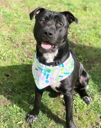 Buddy, an adoptable Pit Bull Terrier, Mixed Breed in Everett, WA, 98201 | Photo Image 2