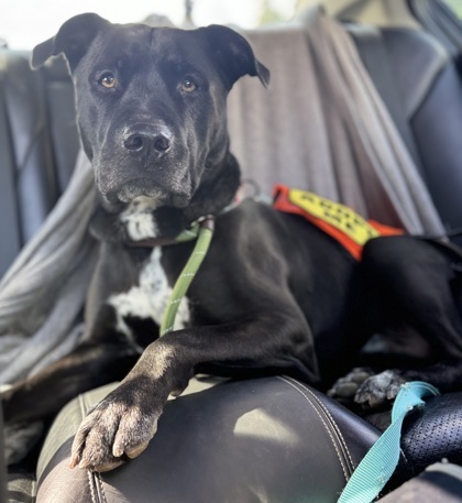 Buddy, an adoptable Pit Bull Terrier, Mixed Breed in Everett, WA, 98201 | Photo Image 3