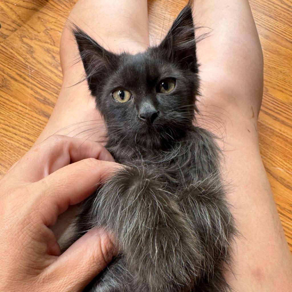 Alpha 24-202 L9, an adoptable Domestic Short Hair in Bottineau, ND, 58318 | Photo Image 1