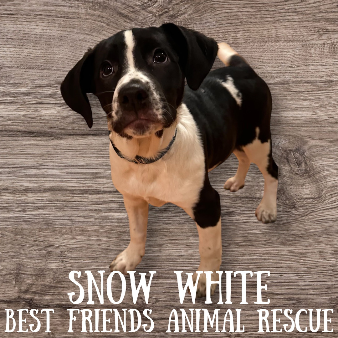 Snow White, an adoptable English Springer Spaniel in Wasilla, AK, 99654 | Photo Image 1