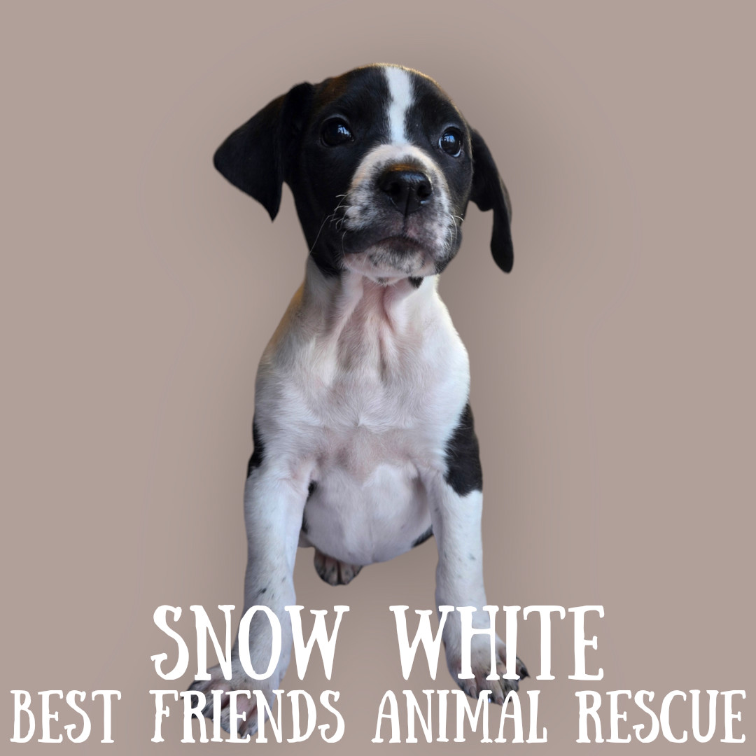 Snow White, an adoptable English Springer Spaniel in Wasilla, AK, 99654 | Photo Image 1