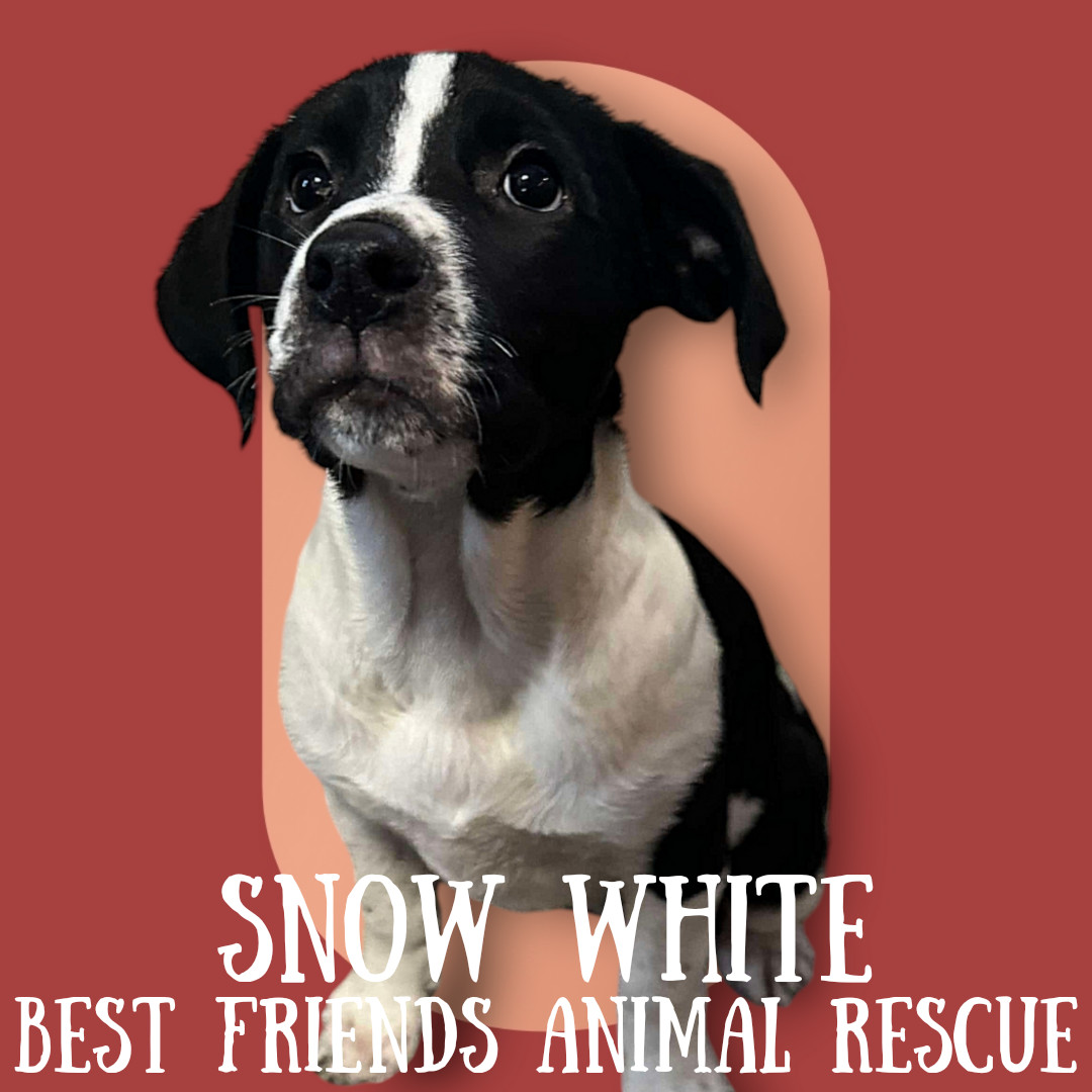 Snow White, an adoptable English Springer Spaniel in Wasilla, AK, 99654 | Photo Image 2