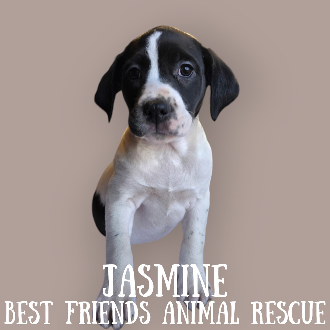 Jasmine, an adoptable English Springer Spaniel in Wasilla, AK, 99654 | Photo Image 1