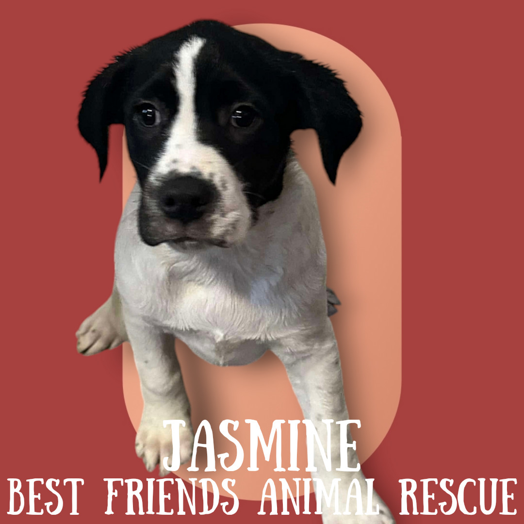 Jasmine, an adoptable English Springer Spaniel in Wasilla, AK, 99654 | Photo Image 2