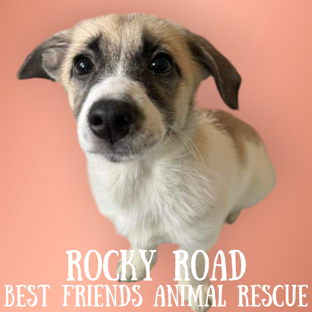 Rocky Road, an adoptable Husky in Wasilla, AK, 99654 | Photo Image 1