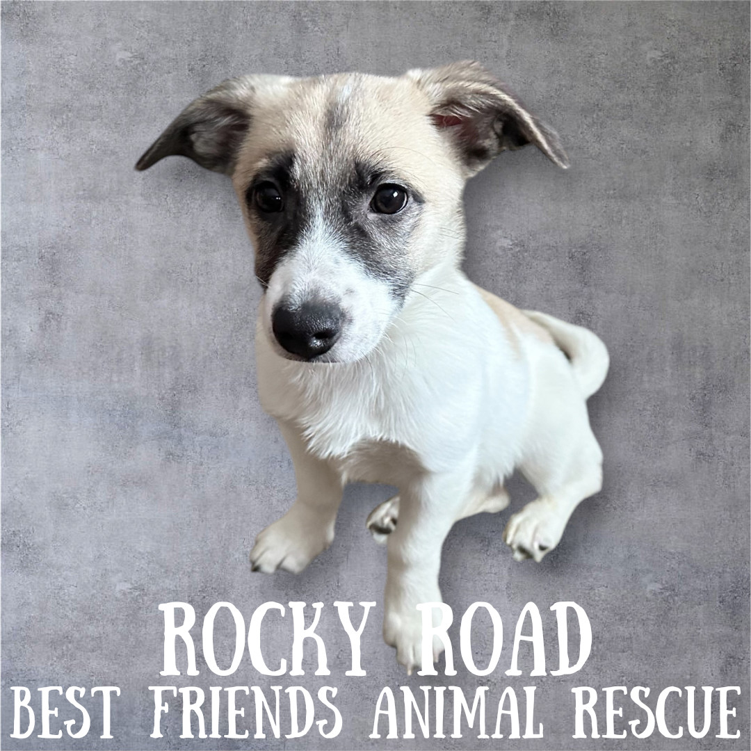 Rocky Road, an adoptable Husky in Wasilla, AK, 99654 | Photo Image 2