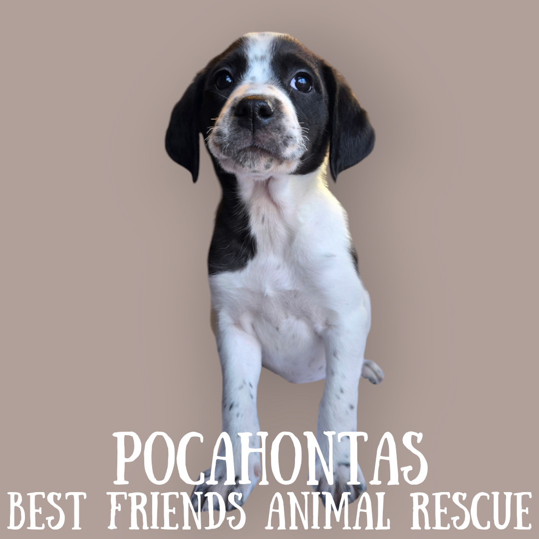 Pocahontas, an adoptable English Springer Spaniel in Wasilla, AK, 99654 | Photo Image 1