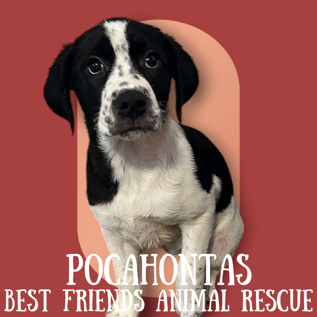 Pocahontas, an adoptable English Springer Spaniel in Wasilla, AK, 99654 | Photo Image 2