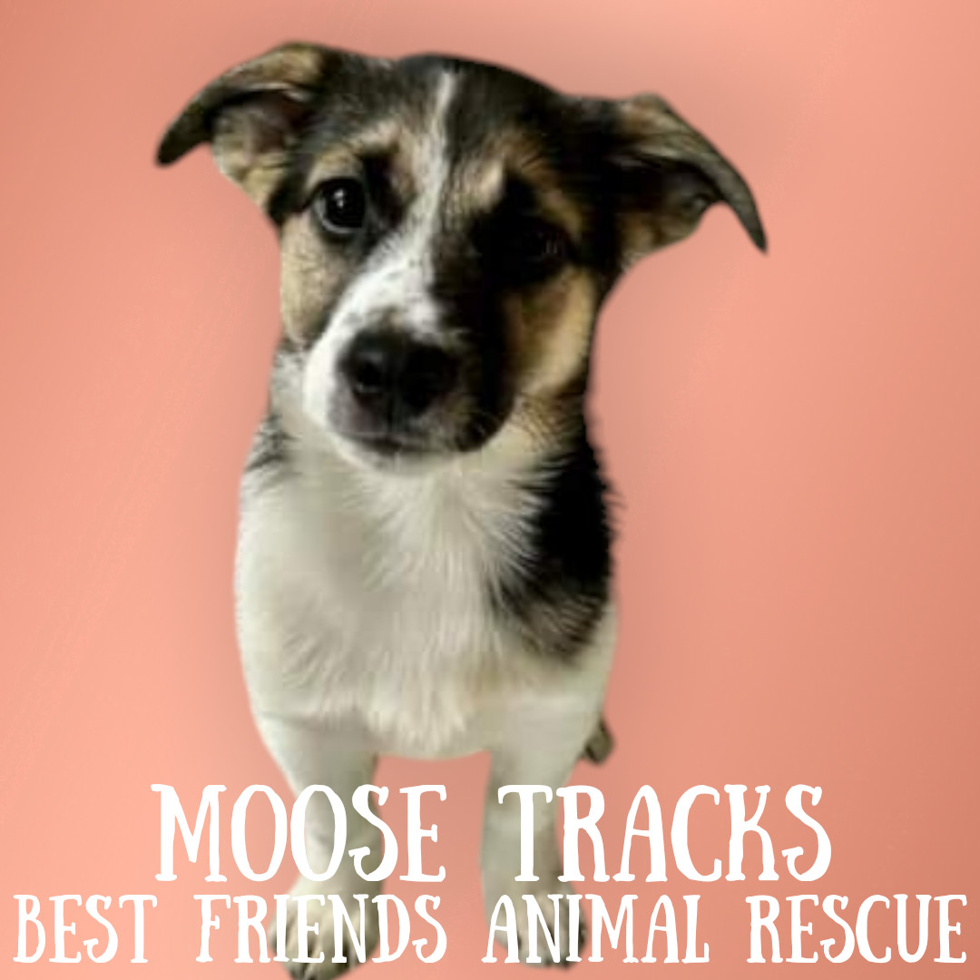 Moose Tracks, an adoptable Husky in Wasilla, AK, 99654 | Photo Image 1