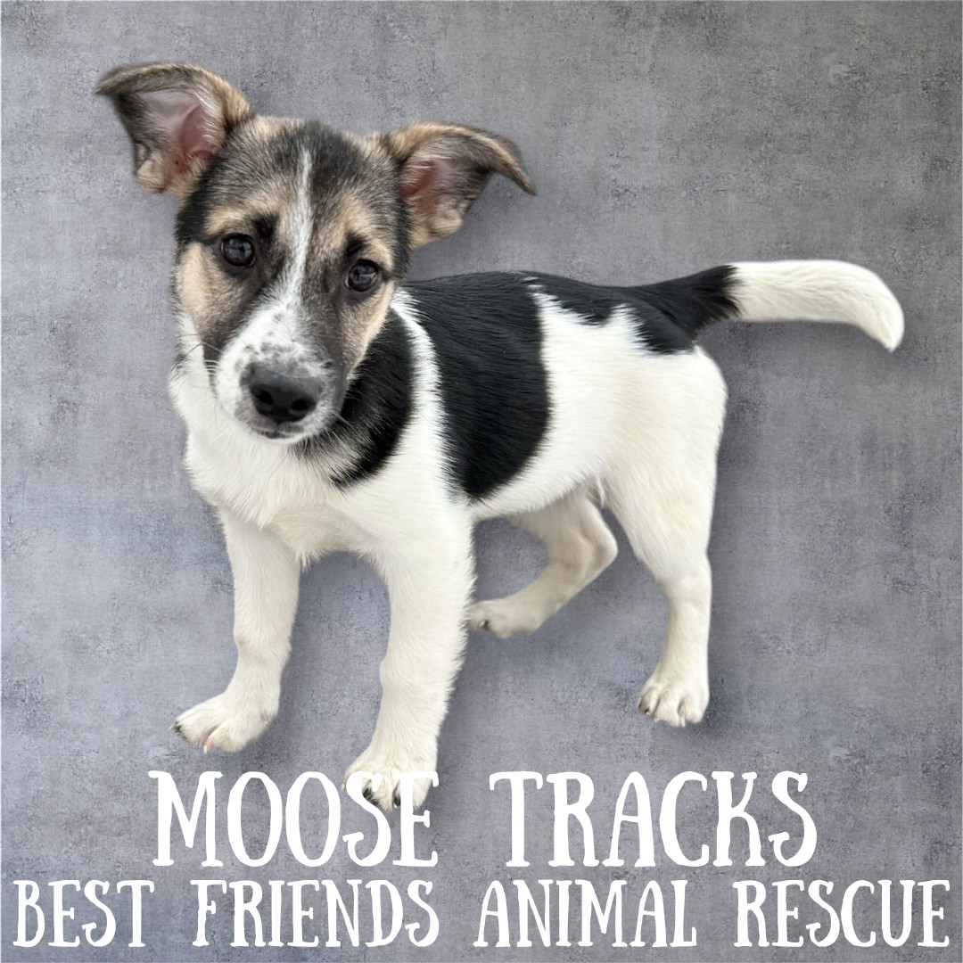 Moose Tracks, an adoptable Husky in Wasilla, AK, 99654 | Photo Image 2