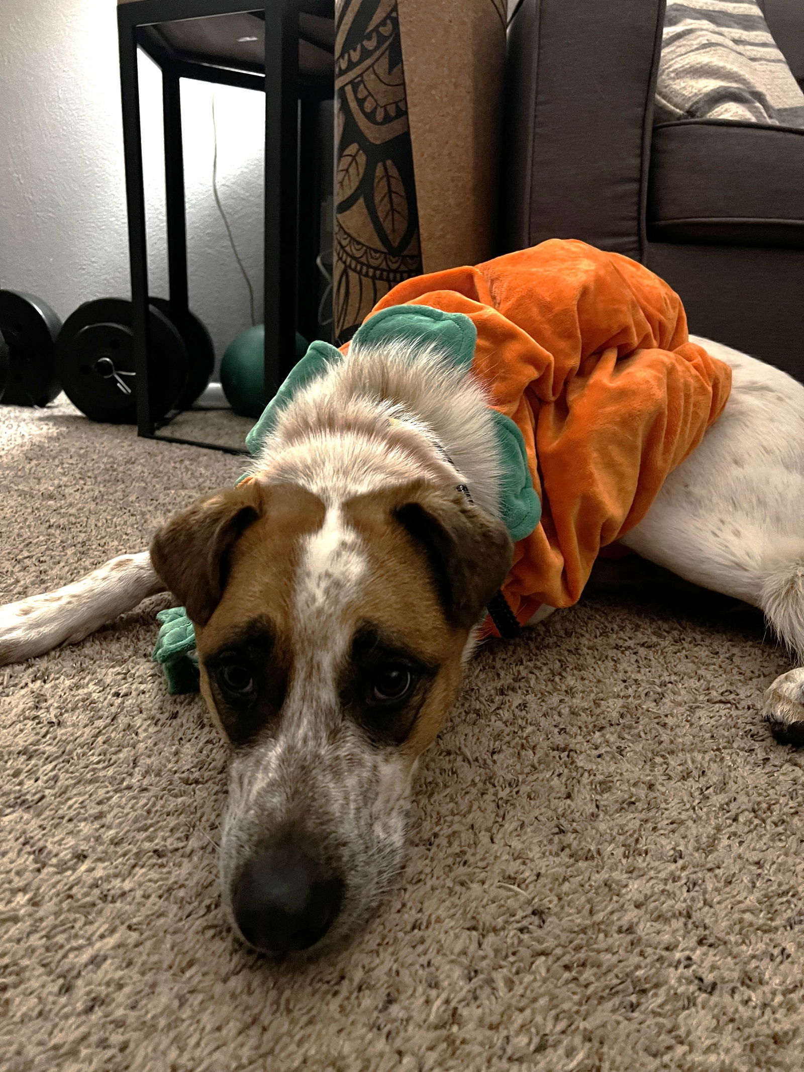 Meeker, an adoptable Shepherd in Fort Collins, CO, 80524 | Photo Image 1