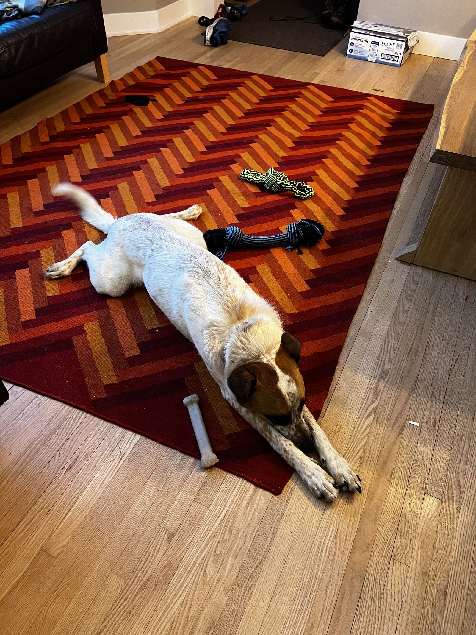 Meeker, an adoptable Shepherd in Fort Collins, CO, 80524 | Photo Image 3