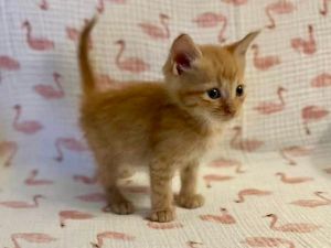 Texas Pete, Baby Male unknown
