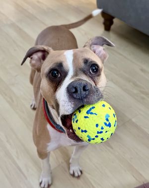 Pu Litter Eevee (Mom), Young Female Boxer