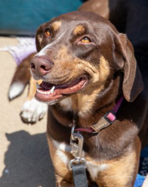 Asher, Young Female Doberman Pinscher