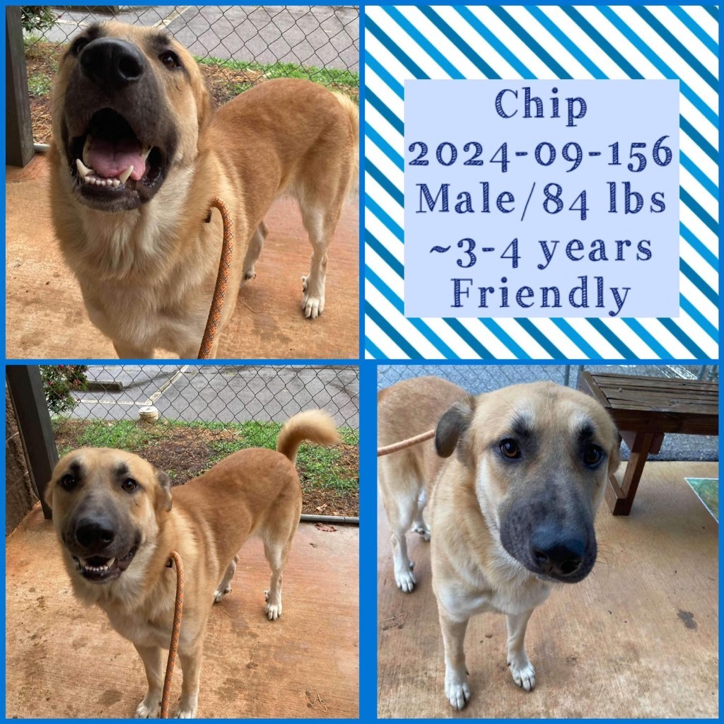 Dog for adoption 202409156 *Chip*, a German Shepherd Dog in Winder