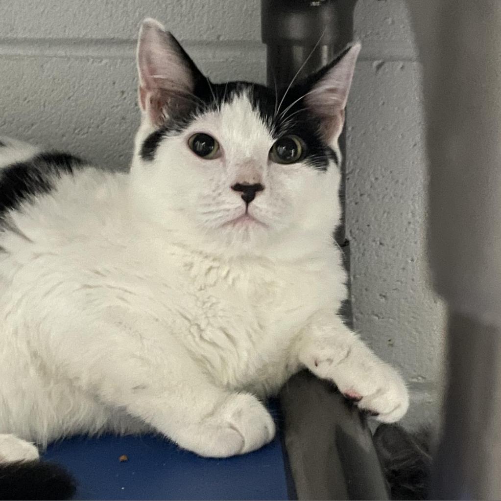 Jack in the box, an adoptable Domestic Short Hair in Enterprise, AL, 36330 | Photo Image 1