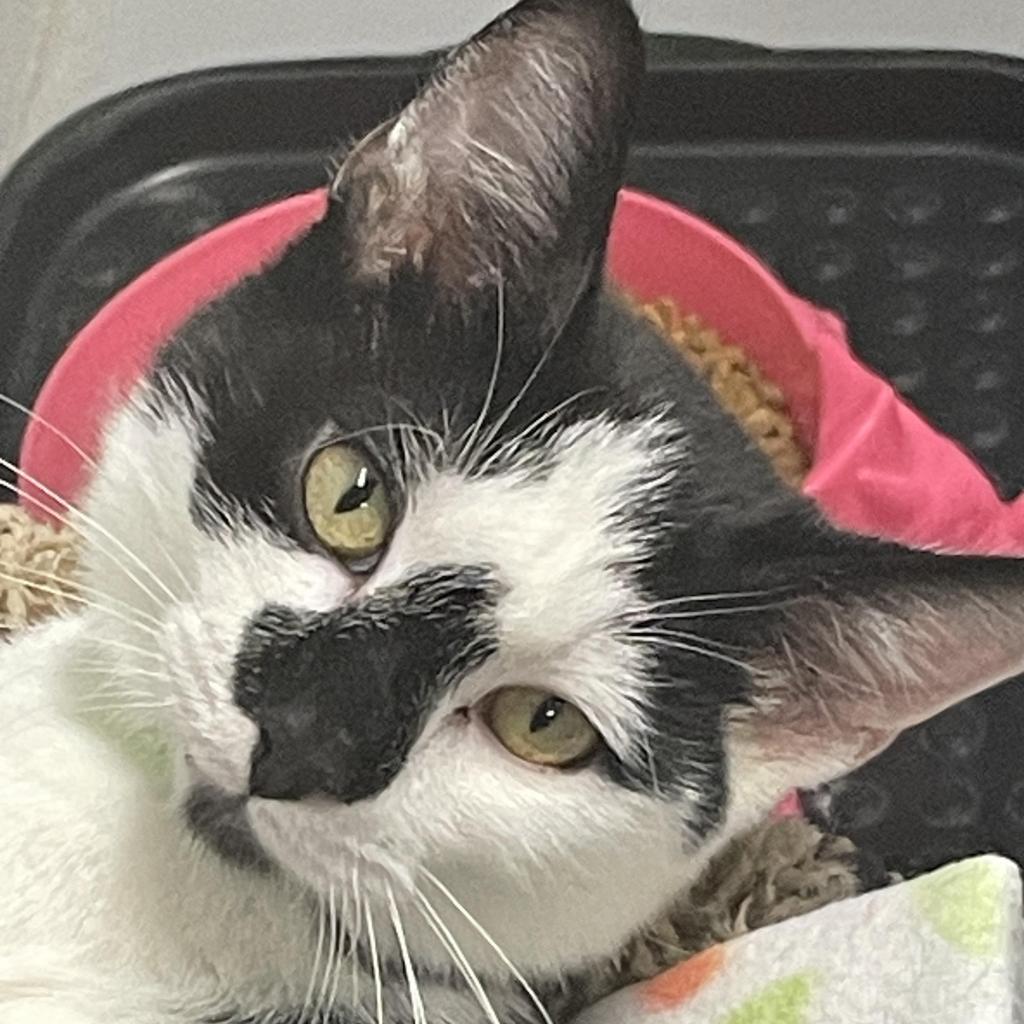 Jack in the box, an adoptable Domestic Short Hair in Enterprise, AL, 36330 | Photo Image 2