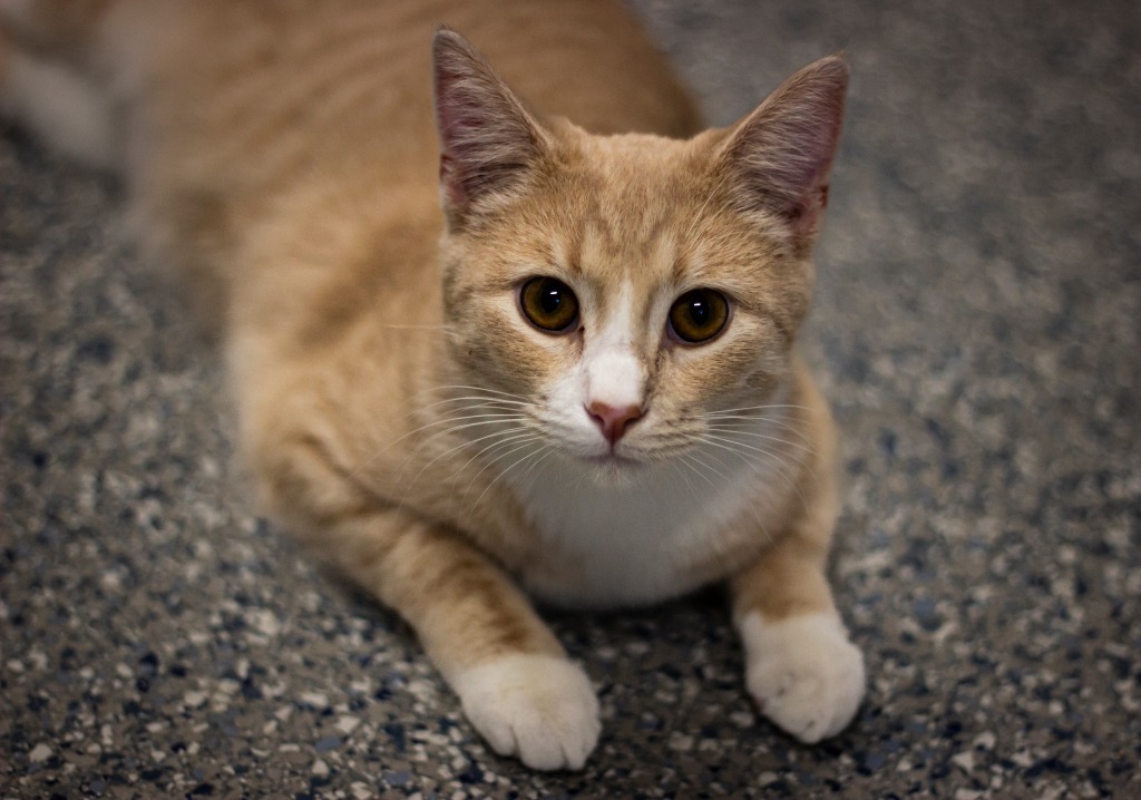 Weasley, an adoptable Domestic Short Hair in Prairie du Chien, WI, 53821 | Photo Image 1