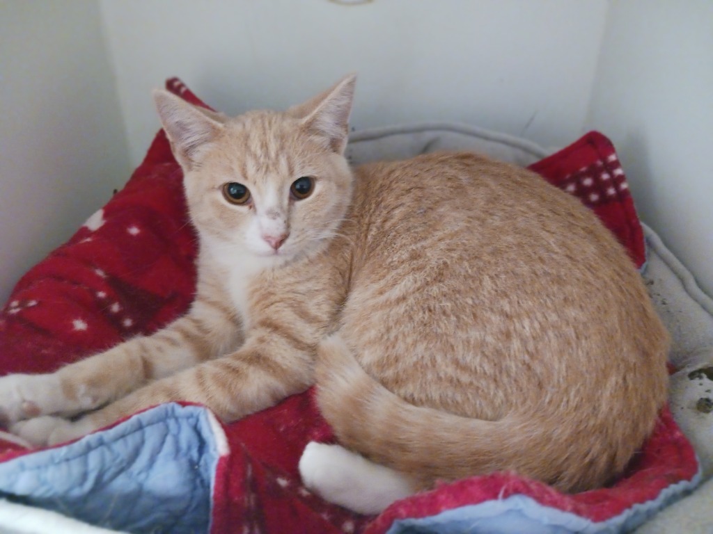 Weasley, an adoptable Domestic Short Hair in Prairie du Chien, WI, 53821 | Photo Image 2