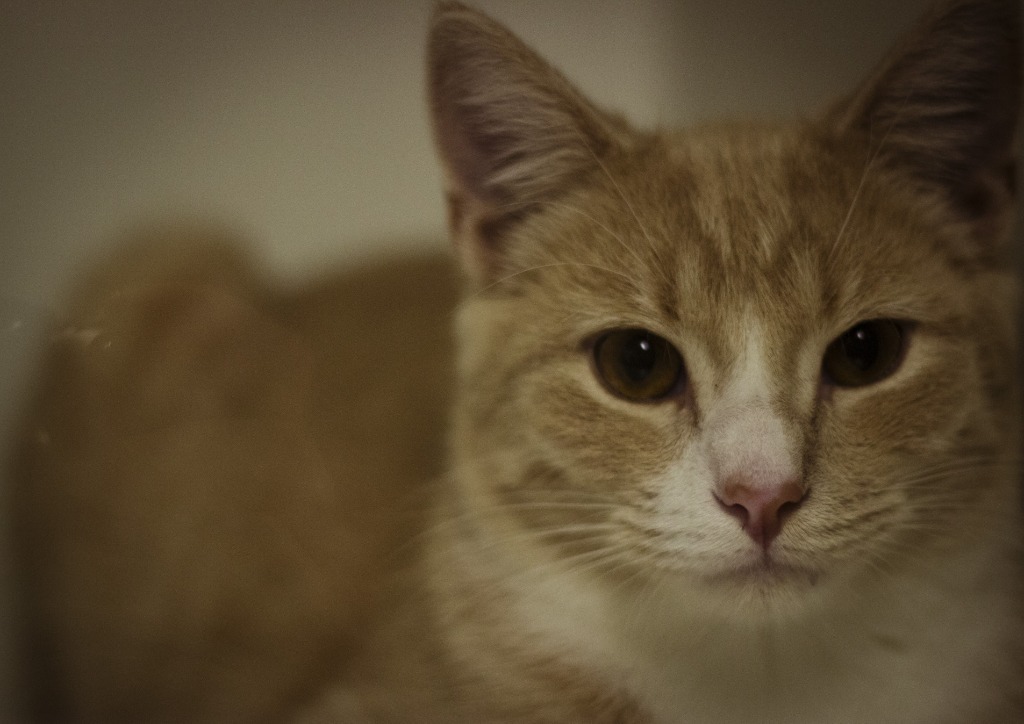 Weasley, an adoptable Domestic Short Hair in Prairie du Chien, WI, 53821 | Photo Image 3