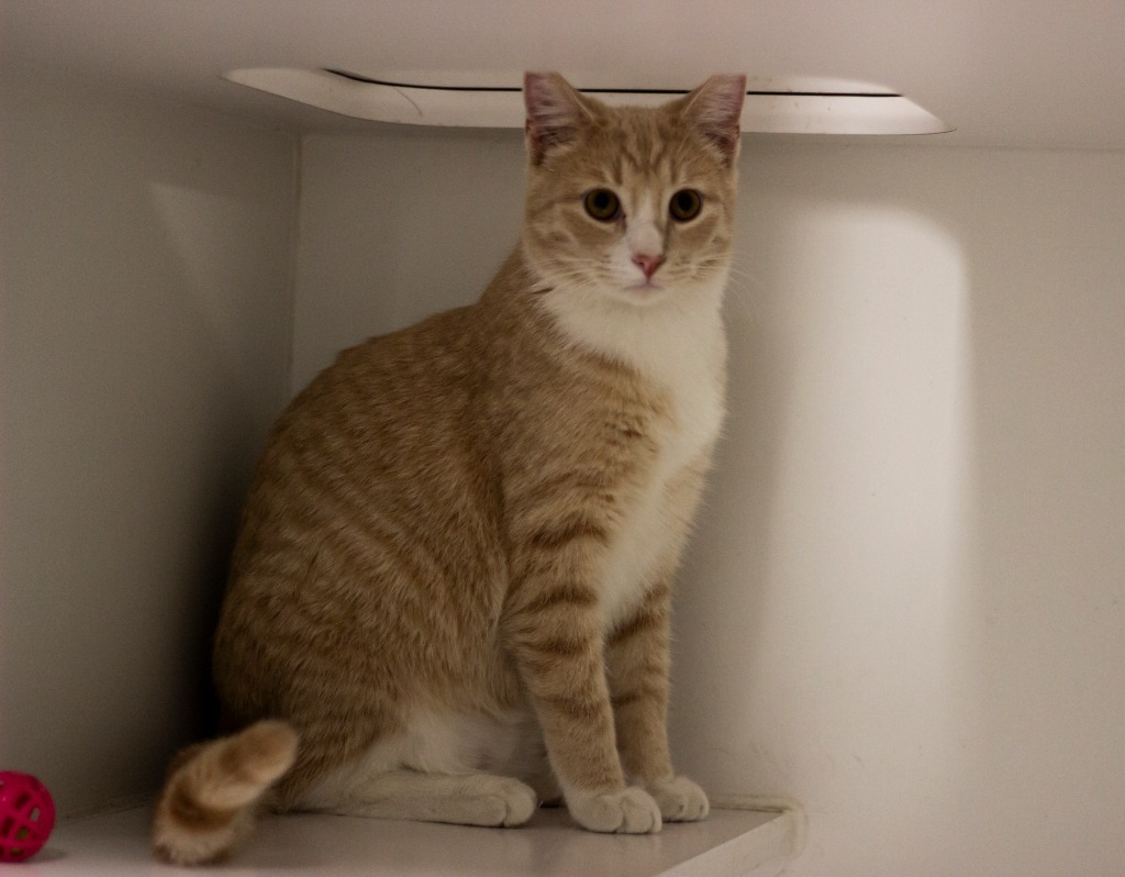 Weasley, an adoptable Domestic Short Hair in Prairie du Chien, WI, 53821 | Photo Image 4