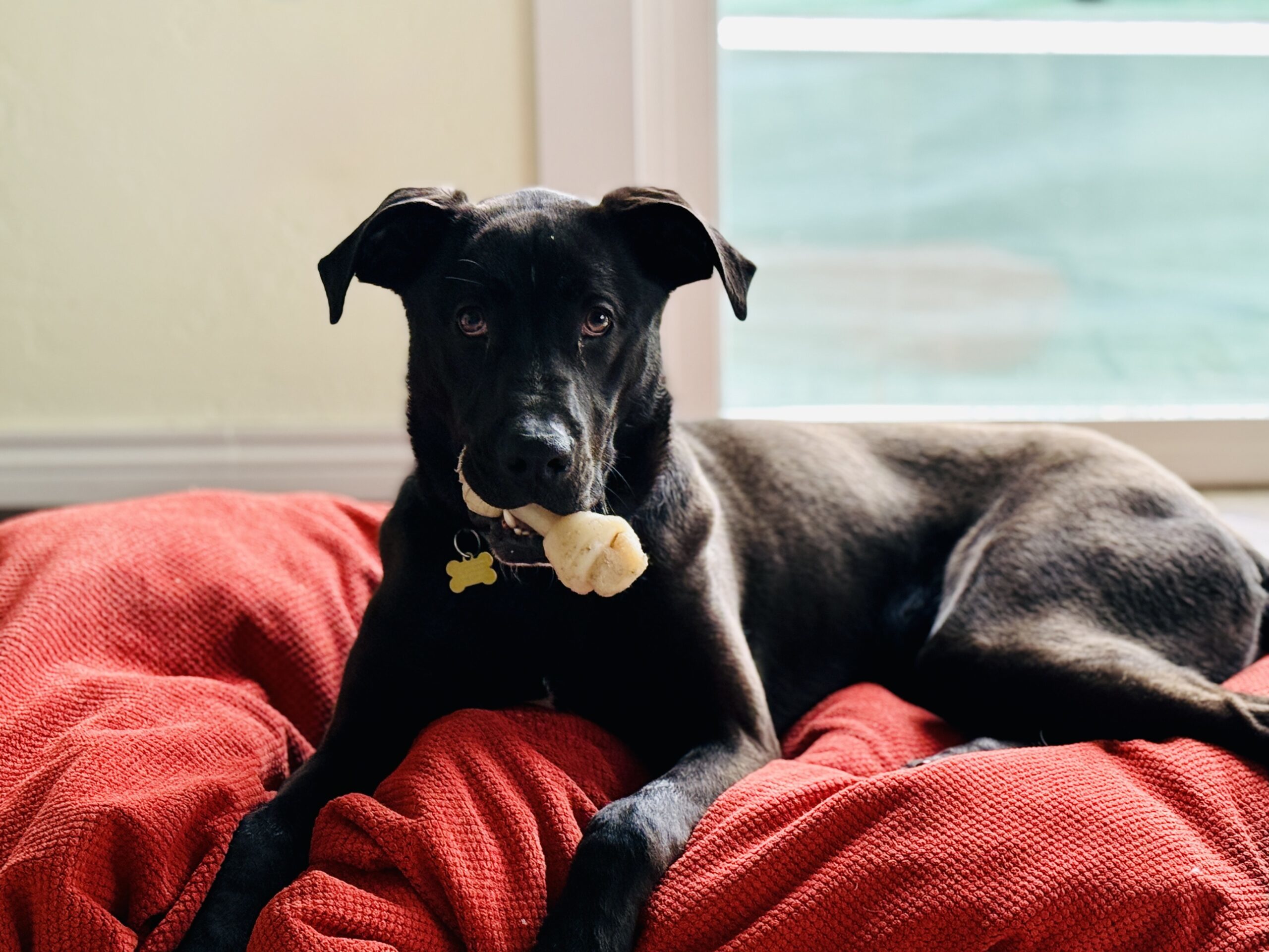 Stripe, an adoptable Great Dane, Black Labrador Retriever in Grand Junction, CO, 81503 | Photo Image 1