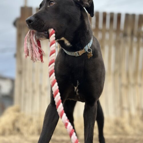 Stripe, an adoptable Great Dane, Black Labrador Retriever in Grand Junction, CO, 81503 | Photo Image 2