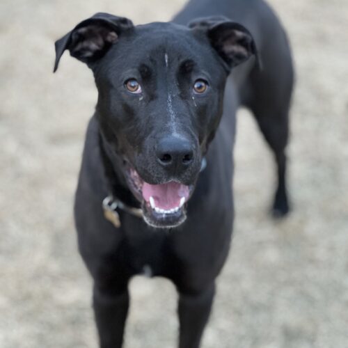 Stripe, an adoptable Great Dane, Black Labrador Retriever in Grand Junction, CO, 81503 | Photo Image 3
