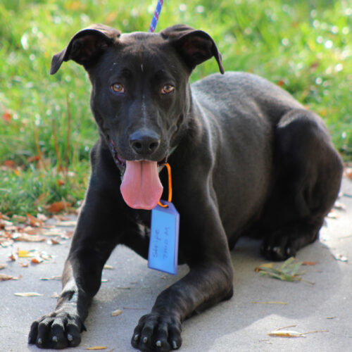 Stripe, an adoptable Great Dane, Black Labrador Retriever in Grand Junction, CO, 81503 | Photo Image 4