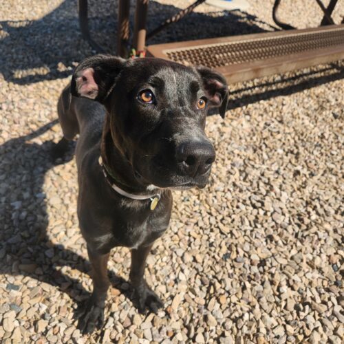 Stripe, an adoptable Great Dane, Black Labrador Retriever in Grand Junction, CO, 81503 | Photo Image 5
