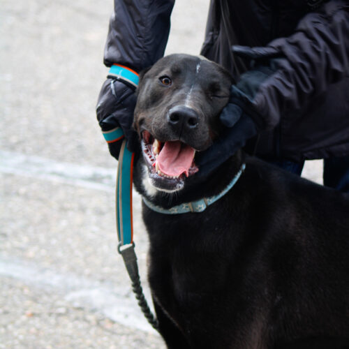 Stripe, an adoptable Great Dane, Black Labrador Retriever in Grand Junction, CO, 81503 | Photo Image 6