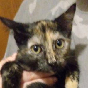 Yasmine - gorgeous torti, Young Female Domestic Short Hair