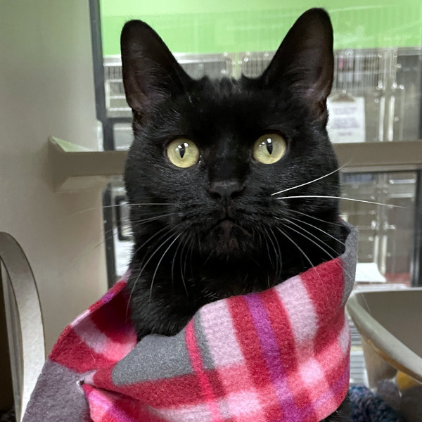 Princess, an adoptable Domestic Short Hair in Des Moines, IA, 50313 | Photo Image 1