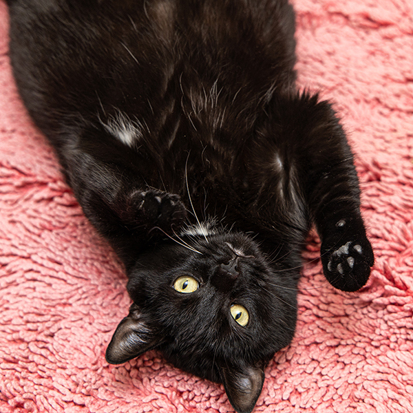 Zara, an adoptable Domestic Short Hair in Des Moines, IA, 50313 | Photo Image 1