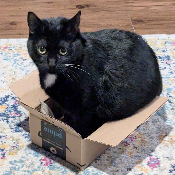 Princess, an adoptable Domestic Short Hair in Des Moines, IA, 50313 | Photo Image 2