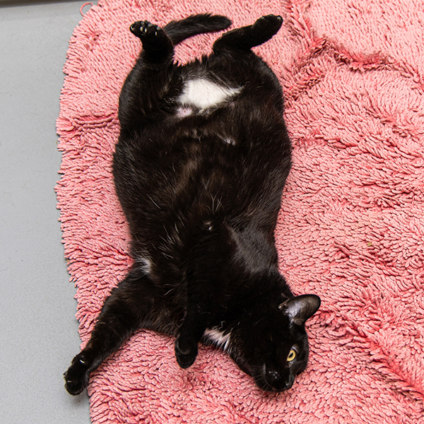 Zara, an adoptable Domestic Short Hair in Des Moines, IA, 50313 | Photo Image 2