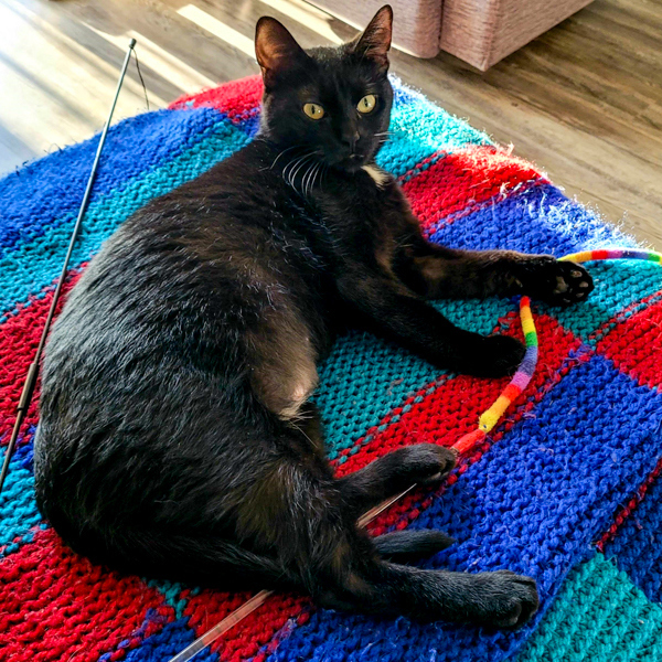 Princess, an adoptable Domestic Short Hair in Des Moines, IA, 50313 | Photo Image 3