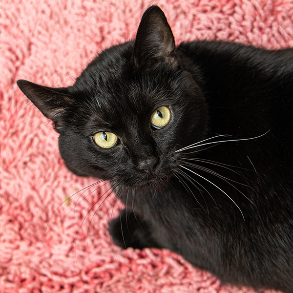 Zara, an adoptable Domestic Short Hair in Des Moines, IA, 50313 | Photo Image 3