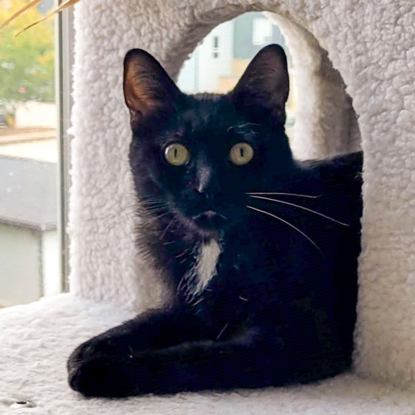 Princess, an adoptable Domestic Short Hair in Des Moines, IA, 50313 | Photo Image 4