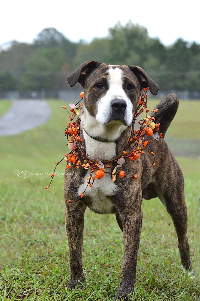 Clyde - Adoptable, an adoptable Affenpinscher, Mixed Breed in Chickamauga , GA, 30707 | Photo Image 1