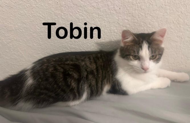 Tobin