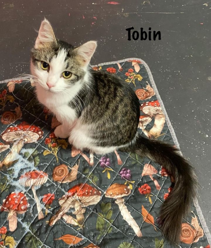 Tobin 3