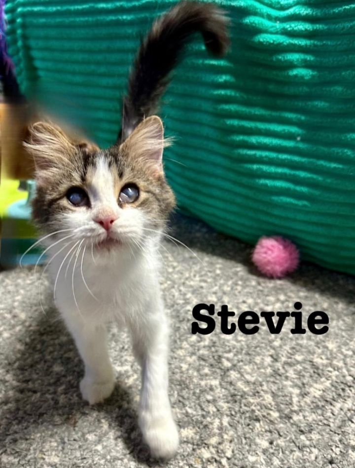 Stevie 1