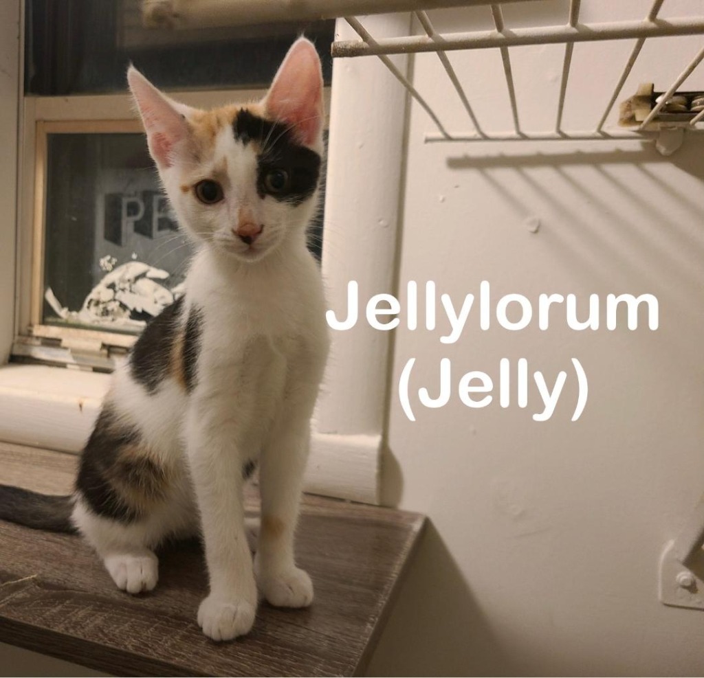 Jellylorum (Jelly), an adoptable Domestic Short Hair in Hoover , AL, 35226 | Photo Image 1